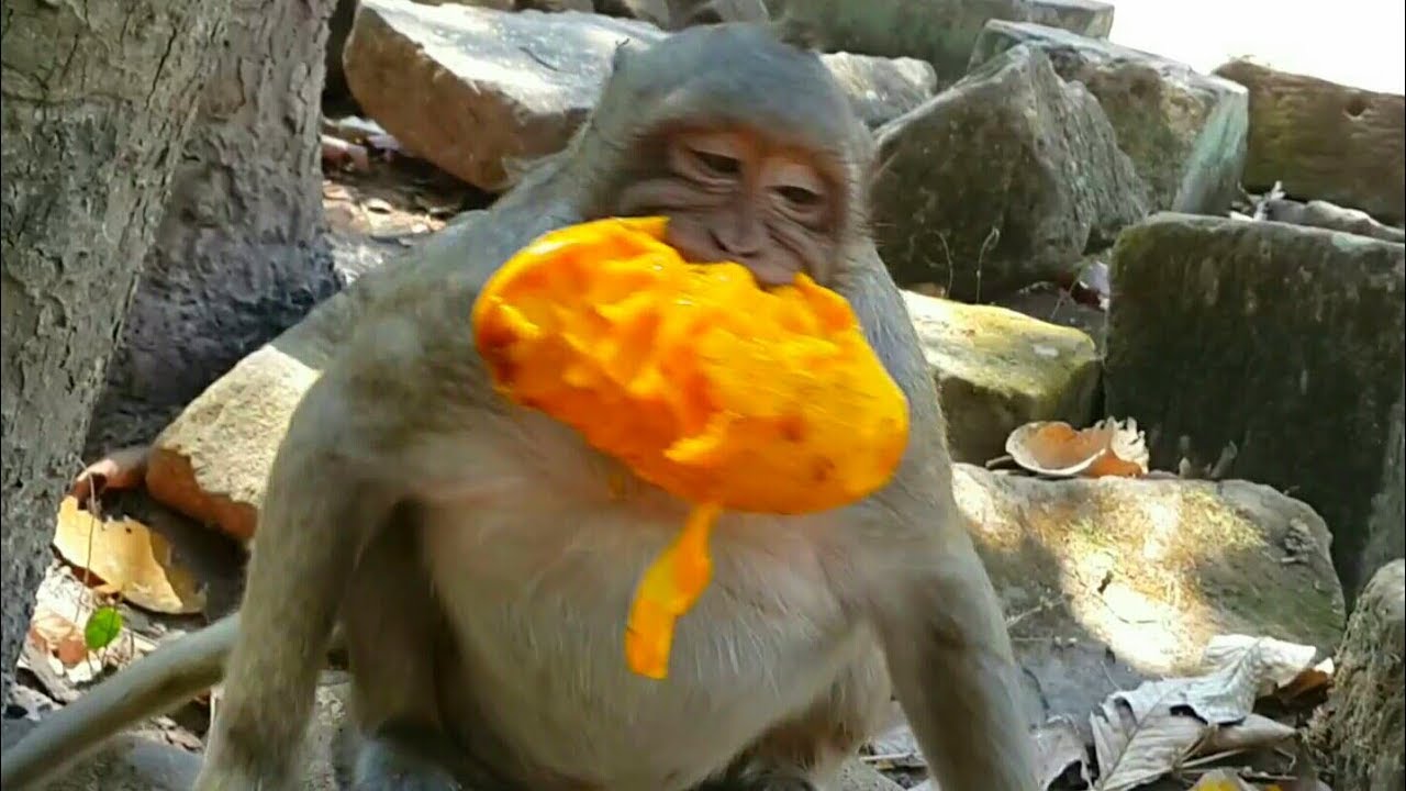 Wow! Idol Sweet  pea  supper eating mango, coz Mom Dolly  attack him.