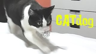 CatDog. It's a cat or a dog?