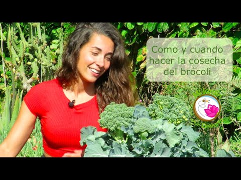 Video: Aprenda cómo y cuándo cosechar brócoli