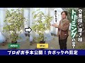 【観葉植物】もっさりカポックをスマートに！剪定しても生き生き育つプロのトリミング術