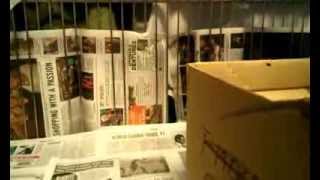 Famous Rojo, a Ruby Macaw parrot Profile