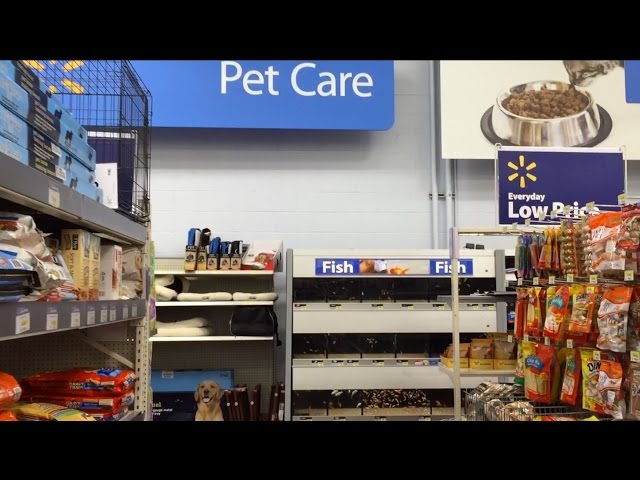 Checking Out Walmart's Pet Fish Section 2015 