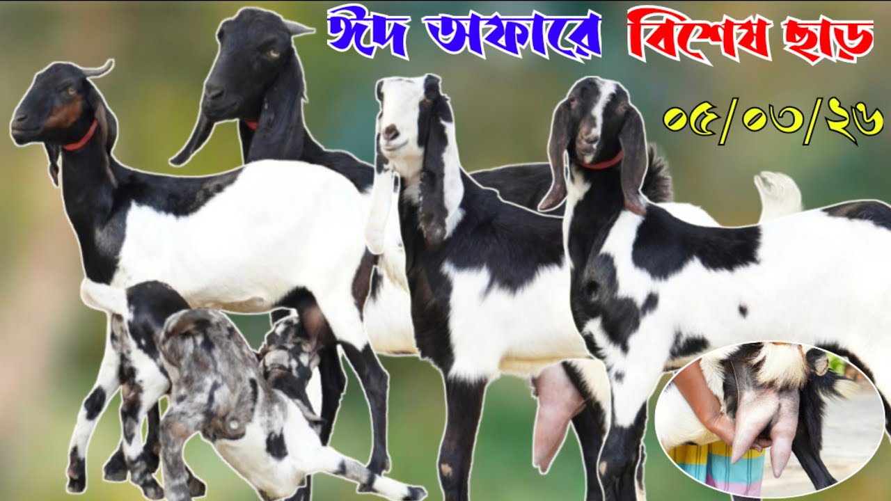 ঈদ অফারে কম দামে সেরা কোয়ালিটির খাসি পাঠি ও পাঠা সহ বাচ্চা সহ মা ছাগল সংগ্রহ করুন | #goat 