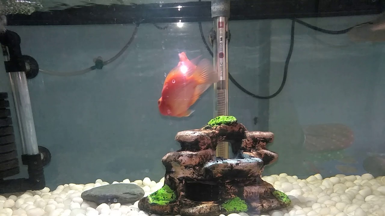 7'inch silver arowana fish community tank - YouTube
