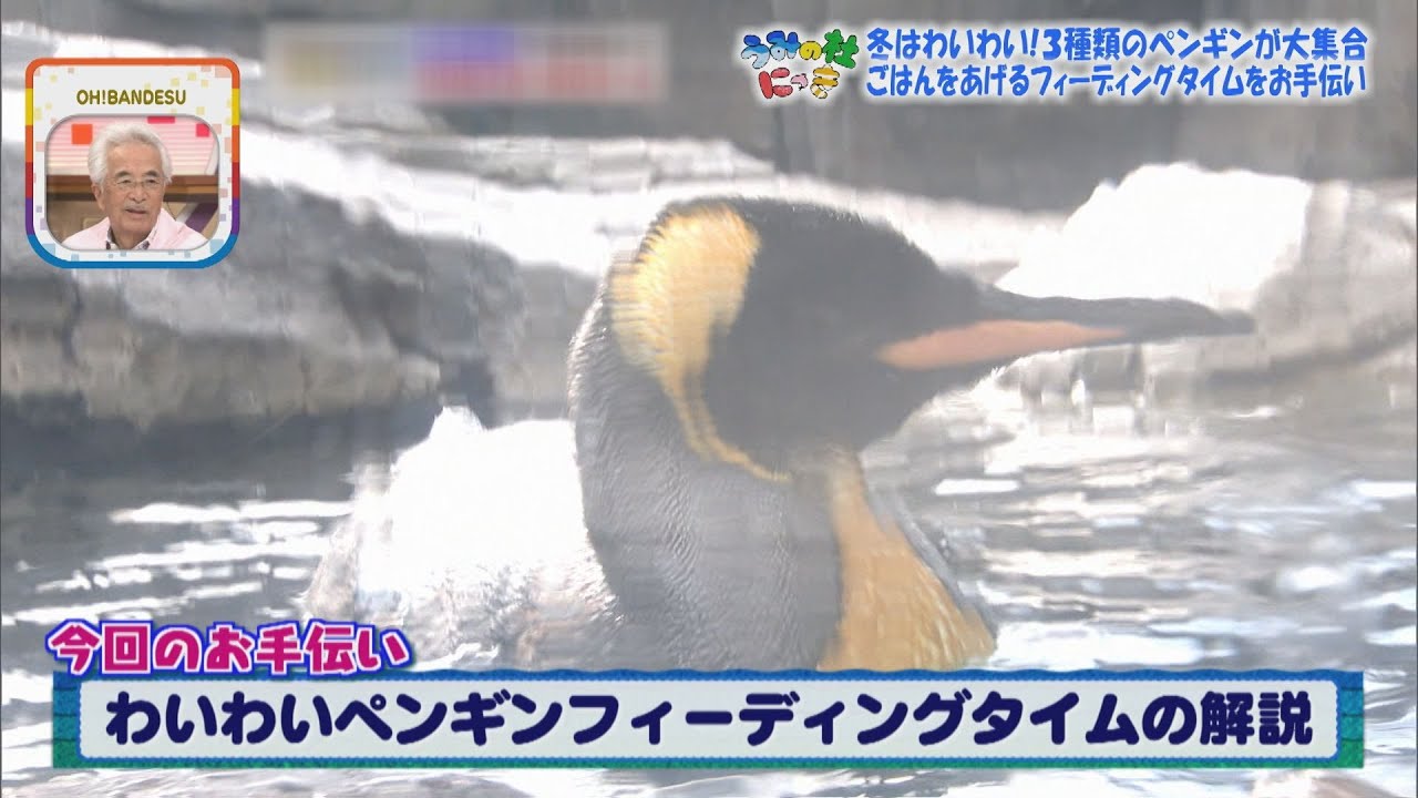 リリーペンギン様 ポピー」と「リリー」 | えのすいトリーター日誌 | 新江ノ島水族館