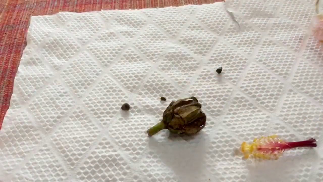 What does a matured hibiscus(Gumamela) seed look like? Removing seeds