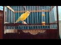 Russian Singer canaries,Russin Canary song Trainging