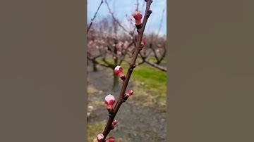 Thumbnail of Apricot Blooms Opening #brecknockorchard #Spring #Blooms