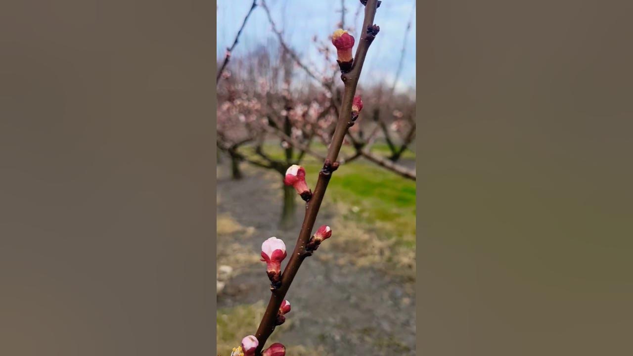 Apricot Blooms Opening #brecknockorchard #Spring #Blooms Apricot Blooms Opening #brecknockorchard #Spring #Blooms