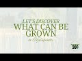 Let’s Discover What Can Be Grown in Hydroponics - hydroponics360.com