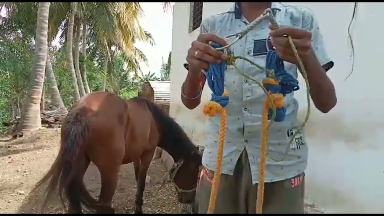 நாட்டு குதிரைக்கு கடிவாளம் மாட்டும் முறை🐎🐎🐎🐎....