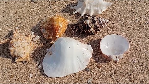 Snail Shell Color White | Pick Up Shells With Robin
