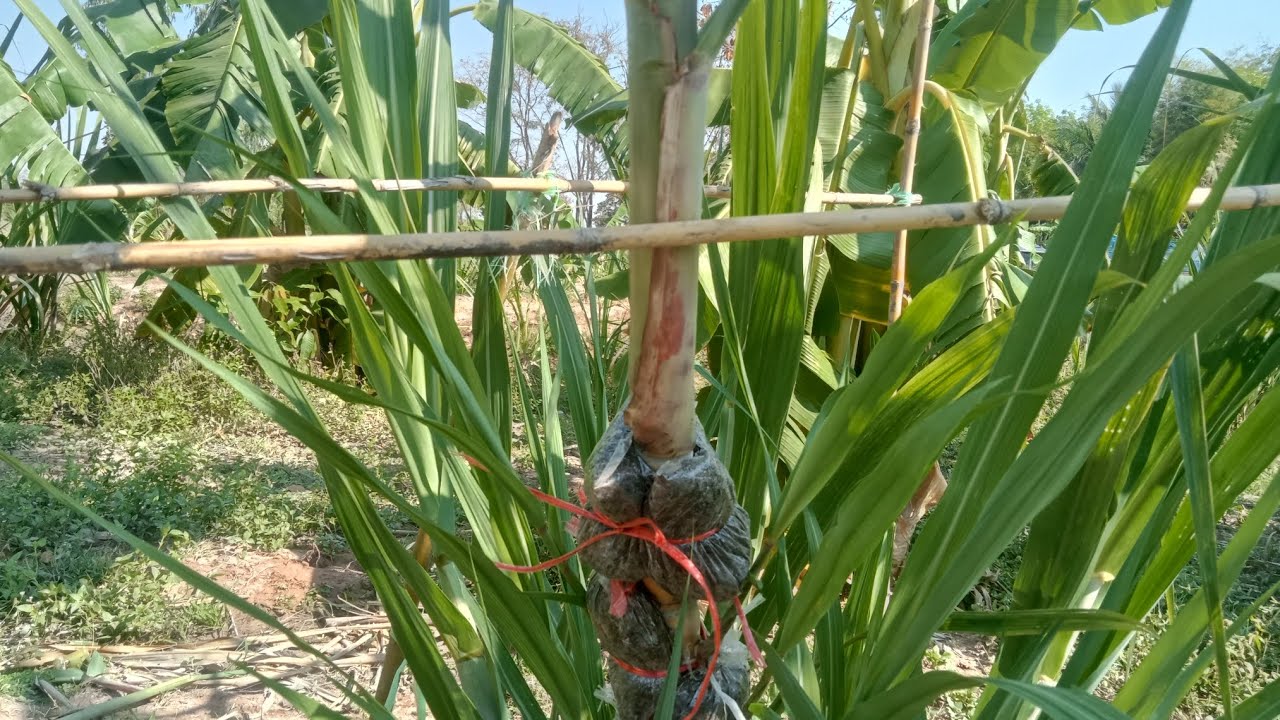 ใส่รากให้ยอดอ้อย ขยายพันธุ์แบบงอก100% #อ้อยเหลืองสีทองยูนาน  0863152145 #อ้อยควั่น