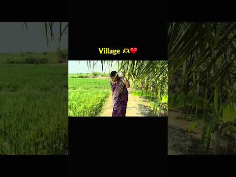 Village ❤️ #village #nellore #summer #nature #fresh #familytime