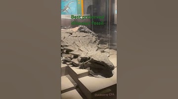 Best preserved dinosaur fossil #drumheller  #alberta  #canada  #dinosaur  #dinosaurs