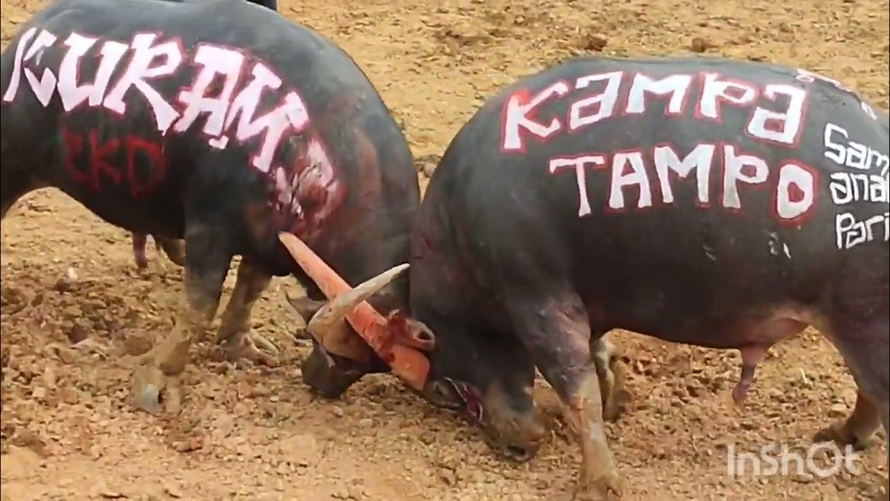 Kelas Berat!! Kurama Unnoni vs Pemula Toyasa Kampo Tampo