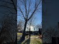 From Overgrown to Perfect: Tree Trimming in Tulsa
