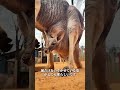 動物の赤ちゃんたちって、本当に可愛すぎますよね。あなたはどの子が一番好きですか？