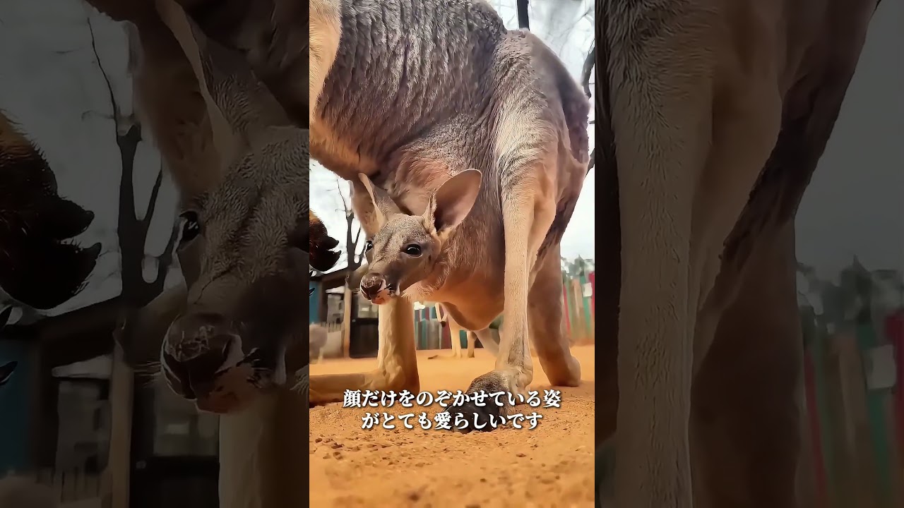 動物の赤ちゃんたちって、本当に可愛すぎますよね。あなたはどの子が一番好きですか？
