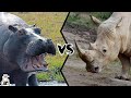 HIPPOPOTAMUS VS RHINOCEROS - Who Would Win A Fight?