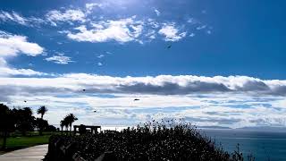 Crows wind surfing