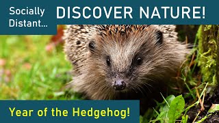 Year of the Hedgehog - Discover Nature #32