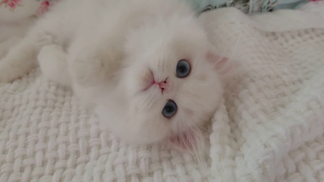 White Persian Kittens White Persian Cats Pure White CatsLuxury