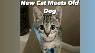 New Cat meets old Dog! | funny cat videos| cute cat videos| wait for it