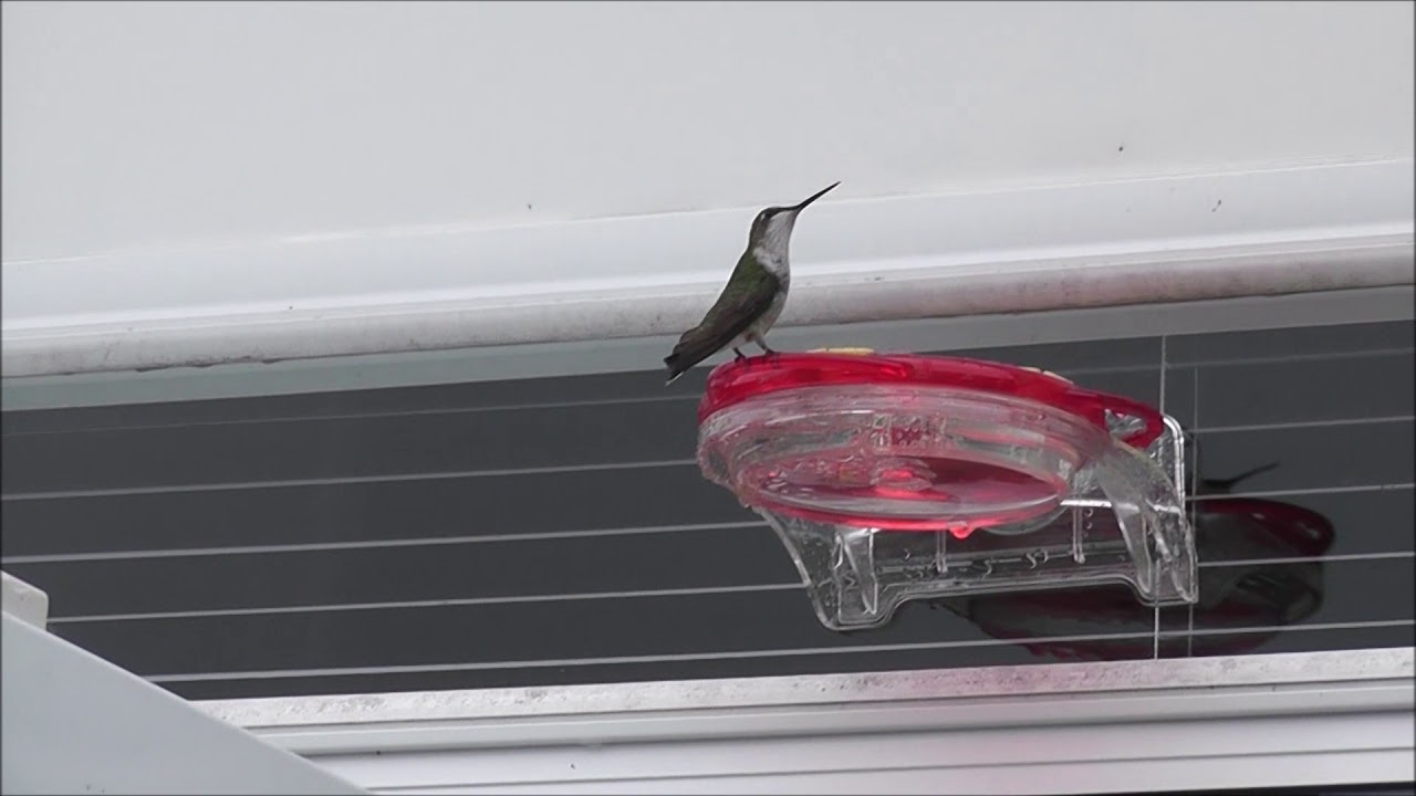 Hummingbirds at the feeder - YouTube