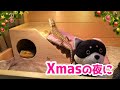 MerryXmas！【プレゼント待ちvsご飯待ち】フトアゴヒゲトカゲおちょこさんのクリスマス