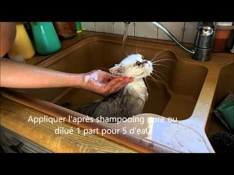 Vidéo: Comment Laver Un Petit Chaton