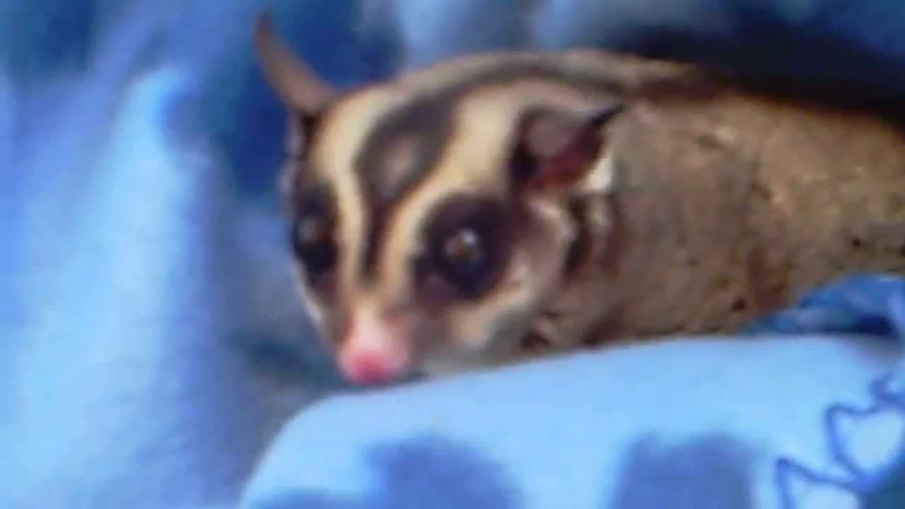 Gliding Marsupials