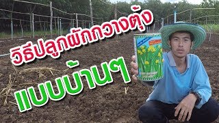 #วิธีการปลูกผักกาดกวางตุ้ง แบบง่ายๆ[ตอนที่ 2]