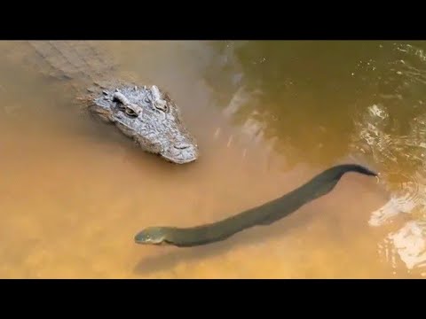 Video: Quyoshdan quvvat oladigan chiroqlar: turlari va fotosuratlari