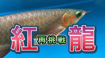 アロワナ Youtube
