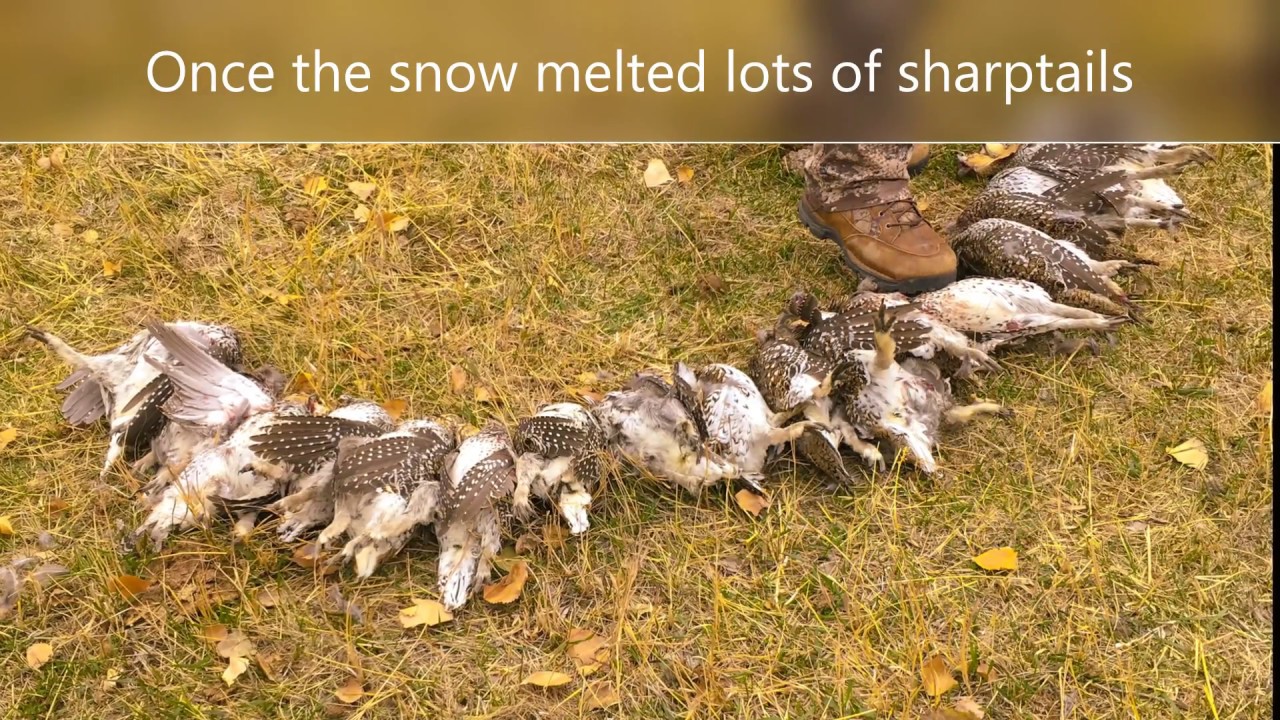 Denton Lewistown Montana bird hunting YouTube