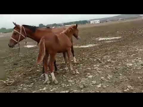 ნახევრადწმინდა არაბული კვიცი