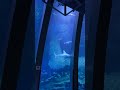 ARIA The PARADISO スーパーイワシイリュージョン ARIA Ver 灯里による事前案内放送 八景島シーパラダイス ショート版 