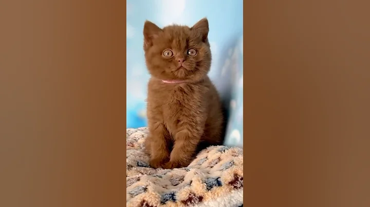 Video 11284511: british shorthair kitty cat, shorthair kitten britishshorthair cat, colored british shorthair kittens