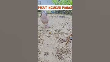 Pikat Tekukur Ngamuk #balam #derkukul #derkukur #tekukurnusantara #tekukur #derkuku #pikatterkukur