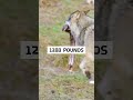 Can a Guard Dog Fight a Wolf