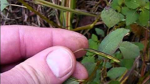 Orange jewelweed/Spotted touch-me-not seed capsules exploding