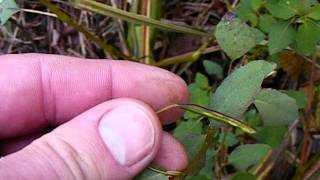 Orange jewelweed/Spotted touch-me-not seed capsules exploding