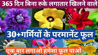 365दिन बिना रुके लगातार फूल देने वाले गर्मियों के परमानेंट फूल Parmanent Flowering Plant Grow Summer