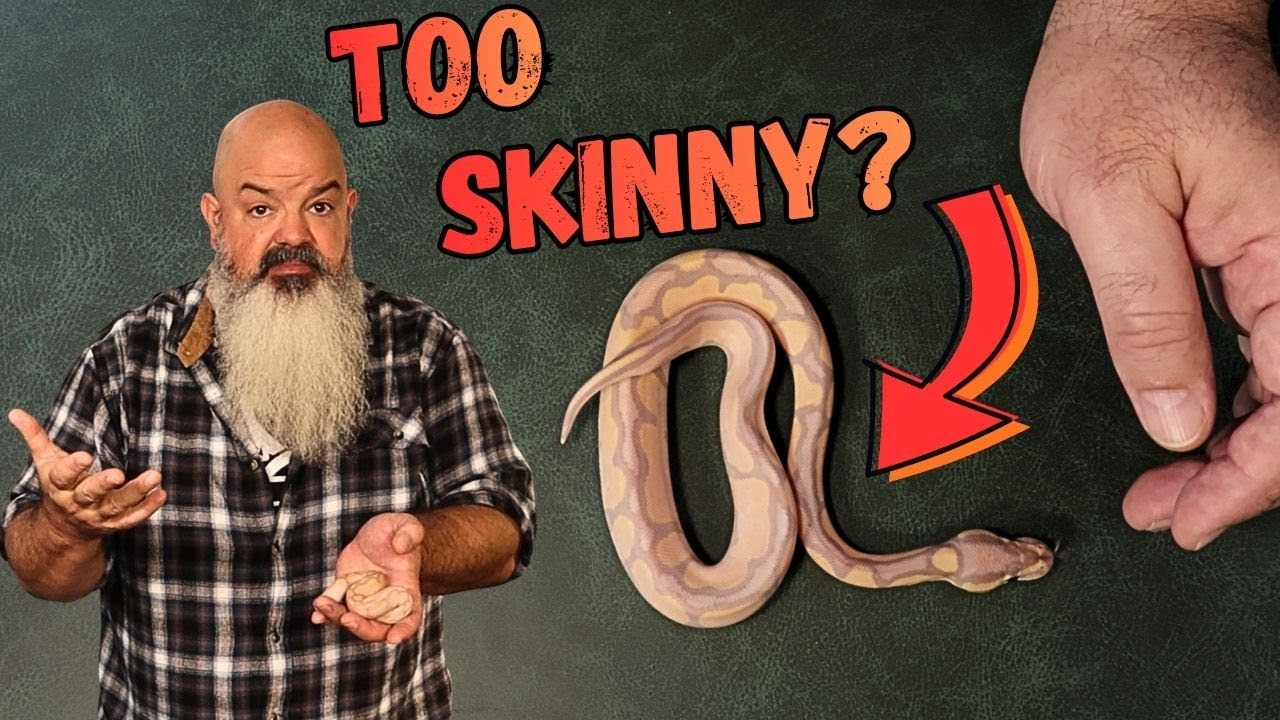 Is Your Snake The Right Size? Body Condition Review!