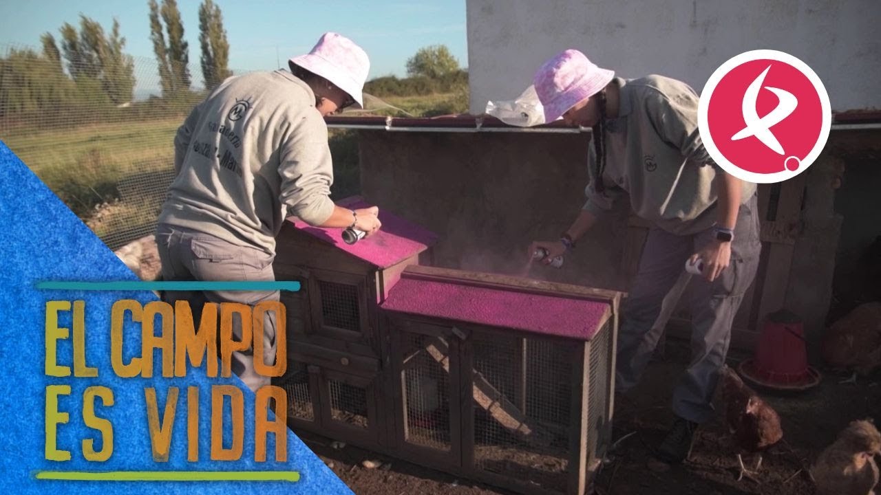 Día de celebración en el gallinero de Isabel y Lidia | El campo es vida