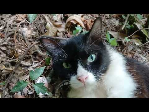😻 Happy cat