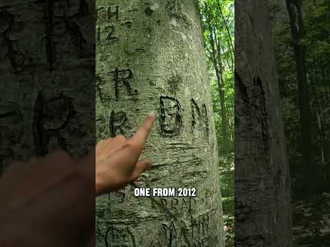 Tree Carvings In Wilderness