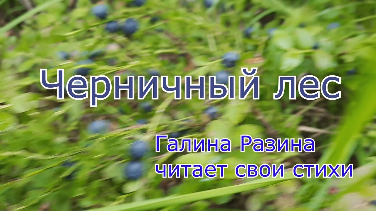 Горчит калина стихи