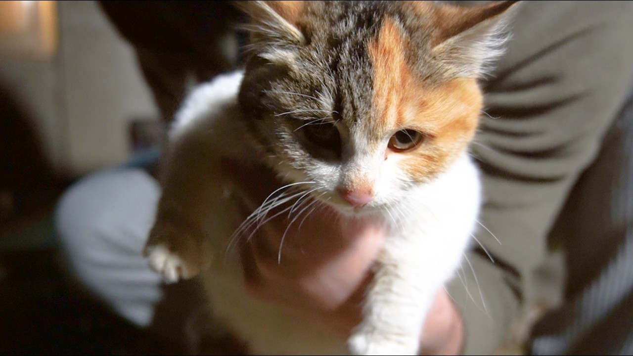 길고양이를 안아 보았다.